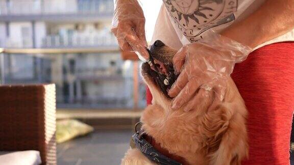 在阳光明媚的日子里给狗刷牙