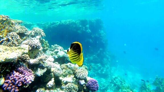 蝴蝶黄鱼漂浮在红海附近的珊瑚礁埃及