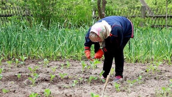 农民用锄头给卷心菜除草