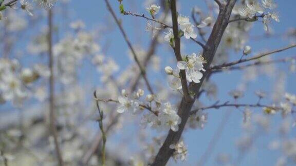 视频梅花开花和生长在一个蓝色的背景盛开的小白花李4K视频剪辑9:16比例