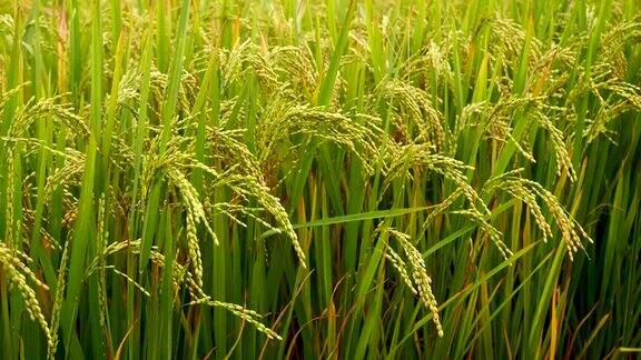 稻田 绿色农业生态系统