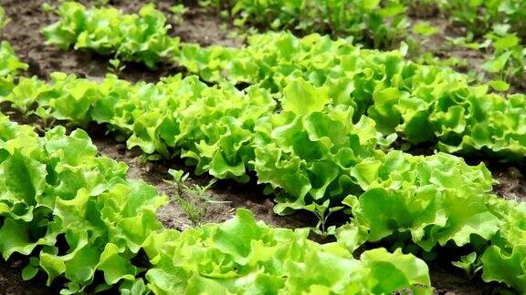 新鲜生菜在有机农场中选择性集中嫩绿生菜沙拉生长
