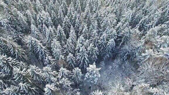 4k飞行在积雪的冬季森林的北部鸟瞰图