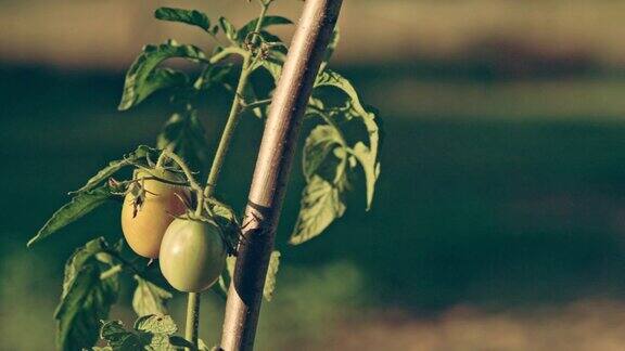 灌木上漂亮的西红柿后院的花园