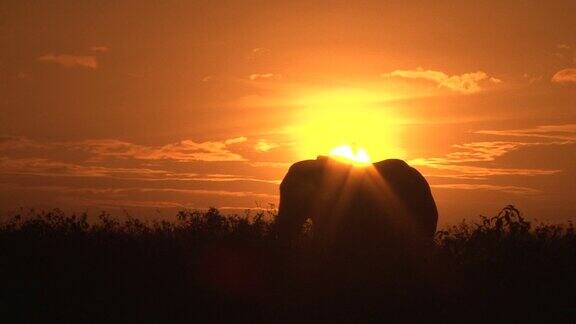 肯尼亚黄昏时进食的大象