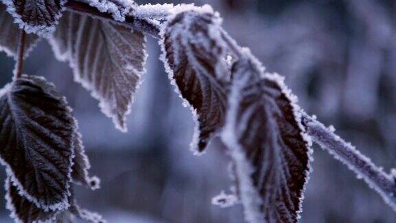 冬天冰冻的树莓树枝