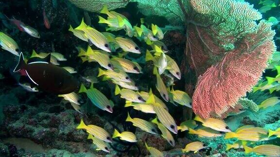 条纹亮黄色的卢西鱼在马尔代夫海床的背景水下