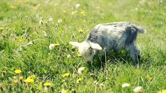 山羊在夏天的草地上吃着快乐的绿色茂盛的草原始视频记录