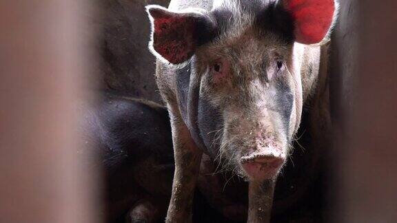 一只在猪圈里的大猪直视着镜头这是猪在围栏之间的画面