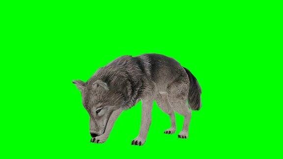 狼吃绿屏(可循环)