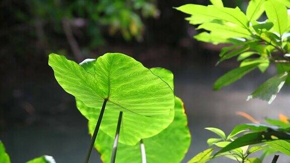 植物叶片特写