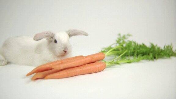 兔子的胡萝卜