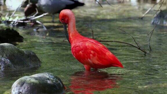 朱鹮朱鹮科的一种鸟被羽毛的红色所吸引