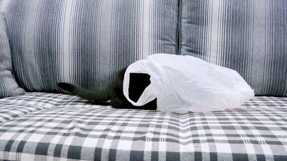 国内的动物一只短毛黑猫躲在塑料袋里4k