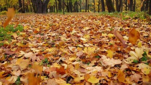 树上的落叶被风吹到地上