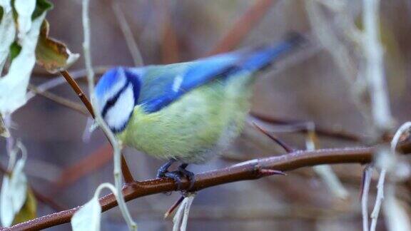 鸟-欧亚蓝山雀(青色蓝山雀)坐在树枝上还有葵花籽