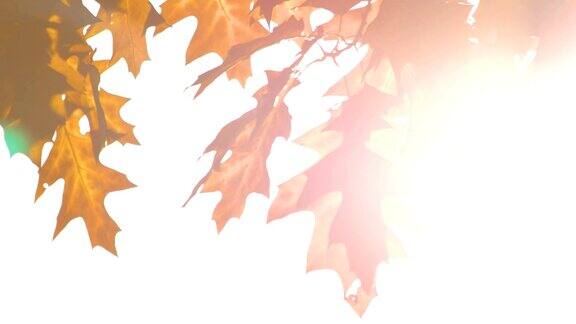 秋日栎树叶映衬着明亮的阳光