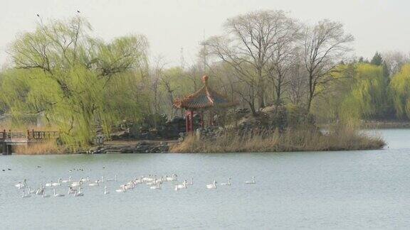 一群白天鹅在湖里游泳的视频