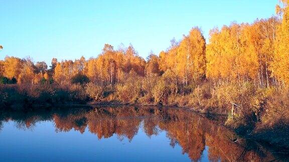 秋天在北方的针叶林黄色的桦树在宁静的森林湖中反射着颤动着蓝色天空日落