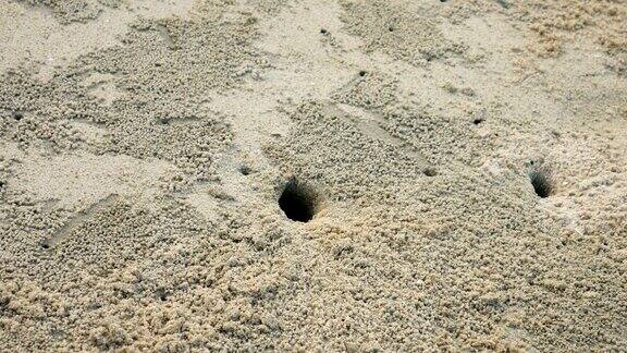 螃蟹在沙子中特写