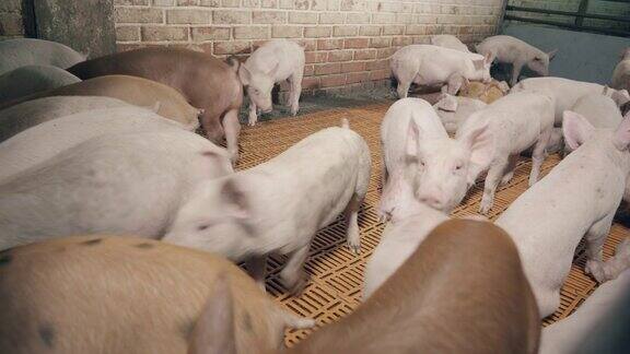 农场院子里多动的小猪