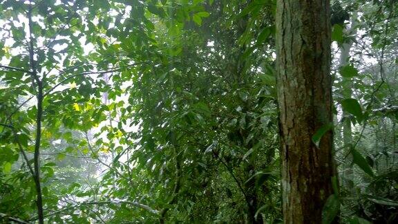 热带雨林中的热带雨