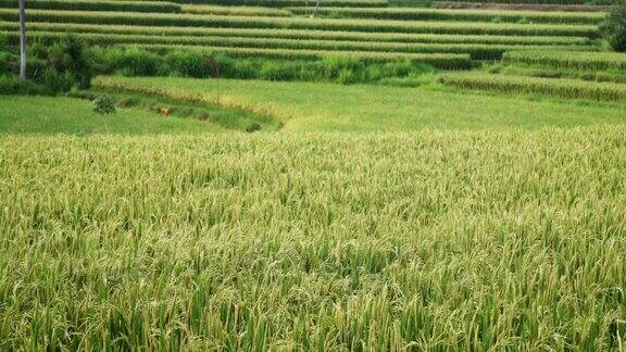一片美丽的绿色田野稻秆在风中摇曳