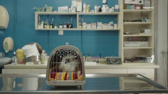 在兽医诊所的笼子里的兔子