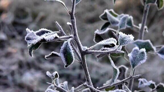 冷冻植物与霜宏美丽的天然植物部分与冰晶在冬天在近距离