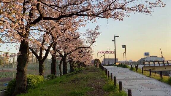 日本东京的隅田公园樱花盛开