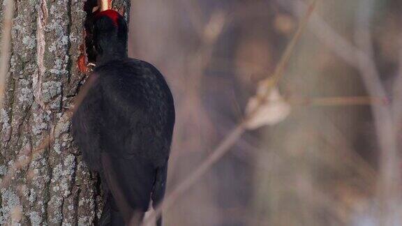 鸟黑啄木鸟(Dryocopusmartius)坐在一棵死树的树干上把树干打碎寻找甲虫幼虫并吃掉它们