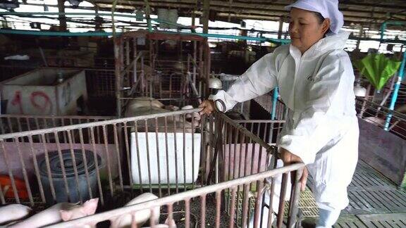 4k视频亚洲兽医推车猪到养猪场家畜和猪场畜牧业的场景