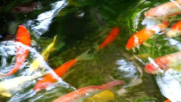 五颜六色的锦鲤或鲤鱼在公园的池塘里游泳