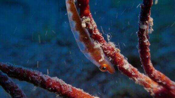 鞭珊瑚虾虎鱼对鞭珊瑚(Cirrhipathessp.)海底(4K)