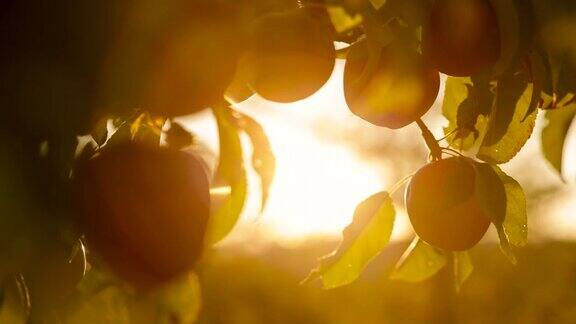 隐藏的有机和成熟的红苹果在浓密的树枝之间的果园