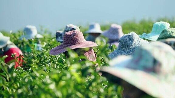 劳动人民在清晨收获绿茶树丛动作缓慢