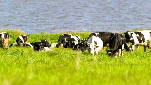 阳光灿烂的日子里牧场上的牛在河边啃草