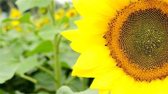 太阳花和蜜蜂与复制空间紧密工作