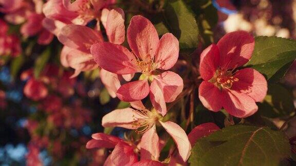晚霞中粉红色樱花花瓣的特写欣赏美丽的樱花