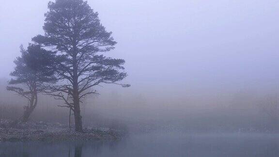 景观树木覆盖着浓雾
