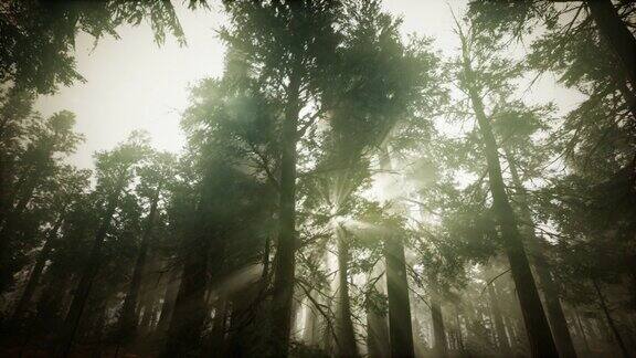 红杉森林雾日落风景