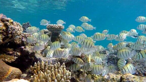 珊瑚礁上的马尼尼热带鱼学校