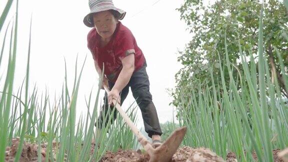 在农场工作的女性农民