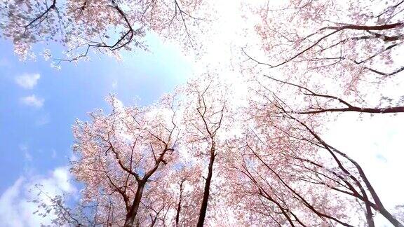 樱花抬头看看天空