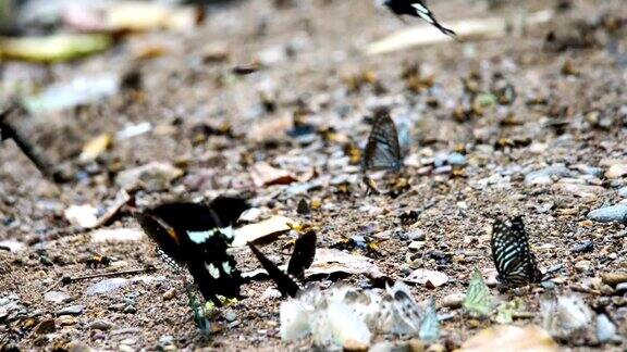 蝴蝶群在地上搅来搅去在大自然中飞翔泰国蝴蝶群在泰国kengkachan国家公园的班克朗营地吃矿物
