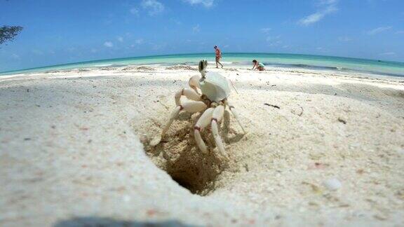 螃蟹正从洞里出来特写