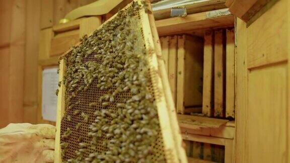 养蜂人检查装满蜜蜂的蜂窝架