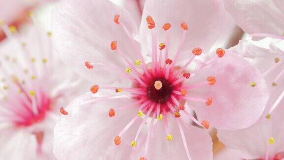 粉红色的樱花开满了水珠