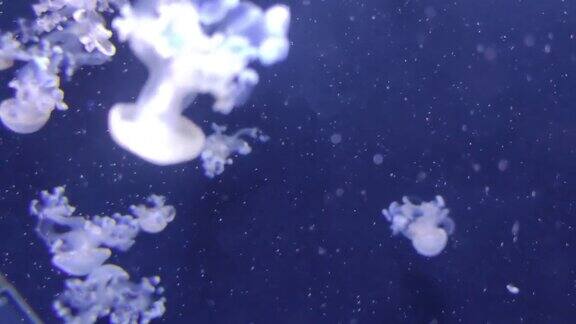 水母在海底里游泳