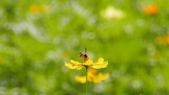 蜜蜂正在采集花粉上的花蜜
